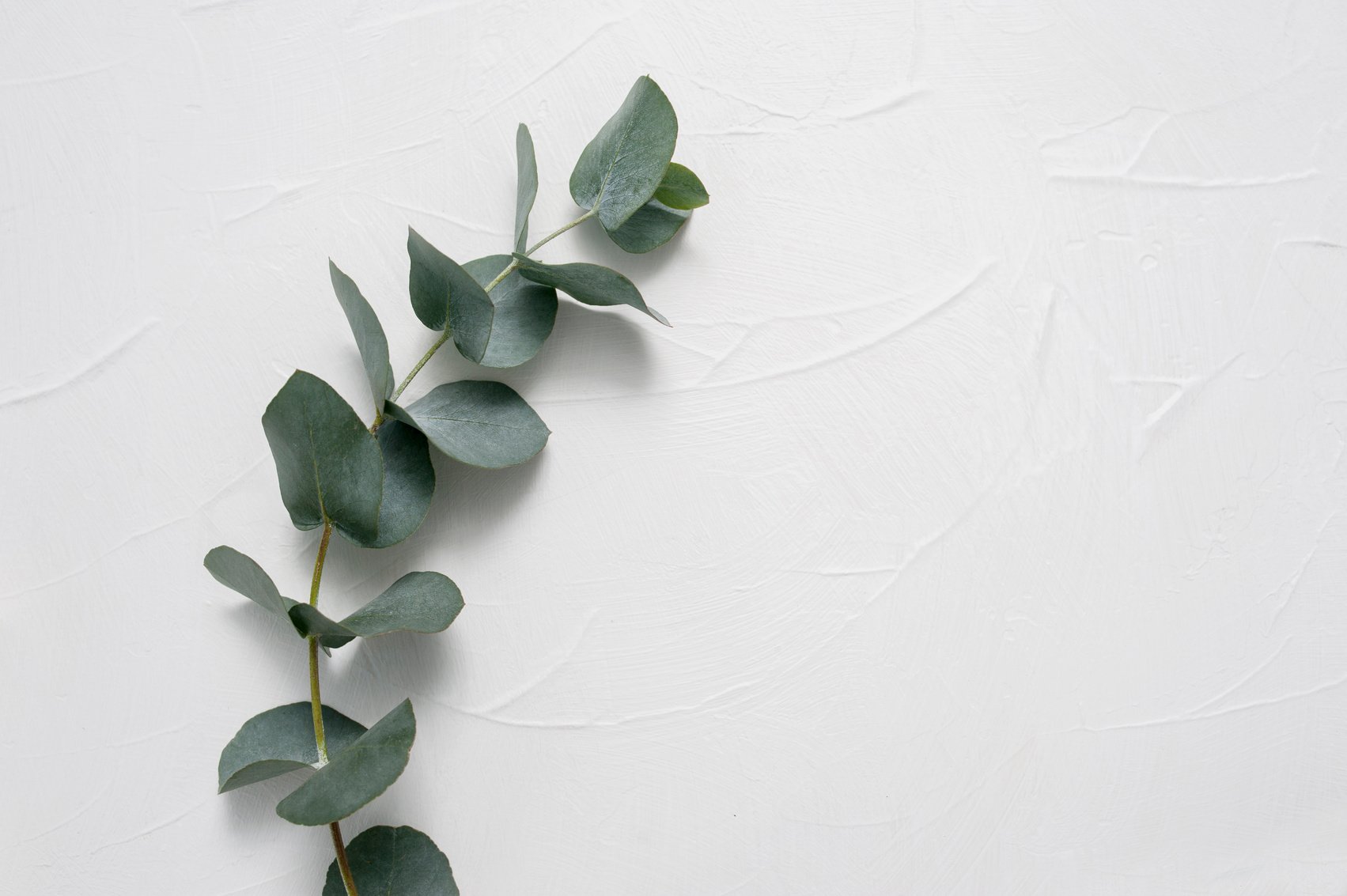 Fresh Eucalyptus Branch 