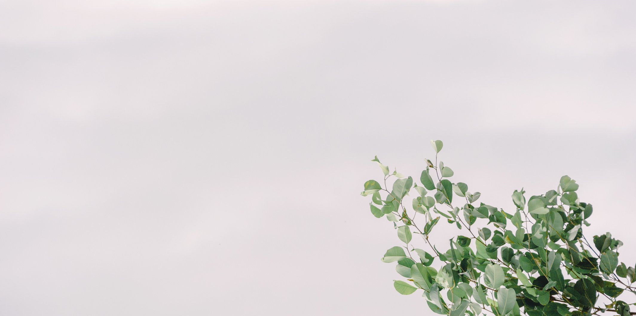 Photo of Green Plant Under Clear Sky